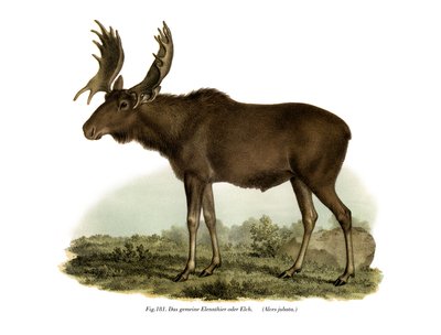 Alce, 1860 da German School